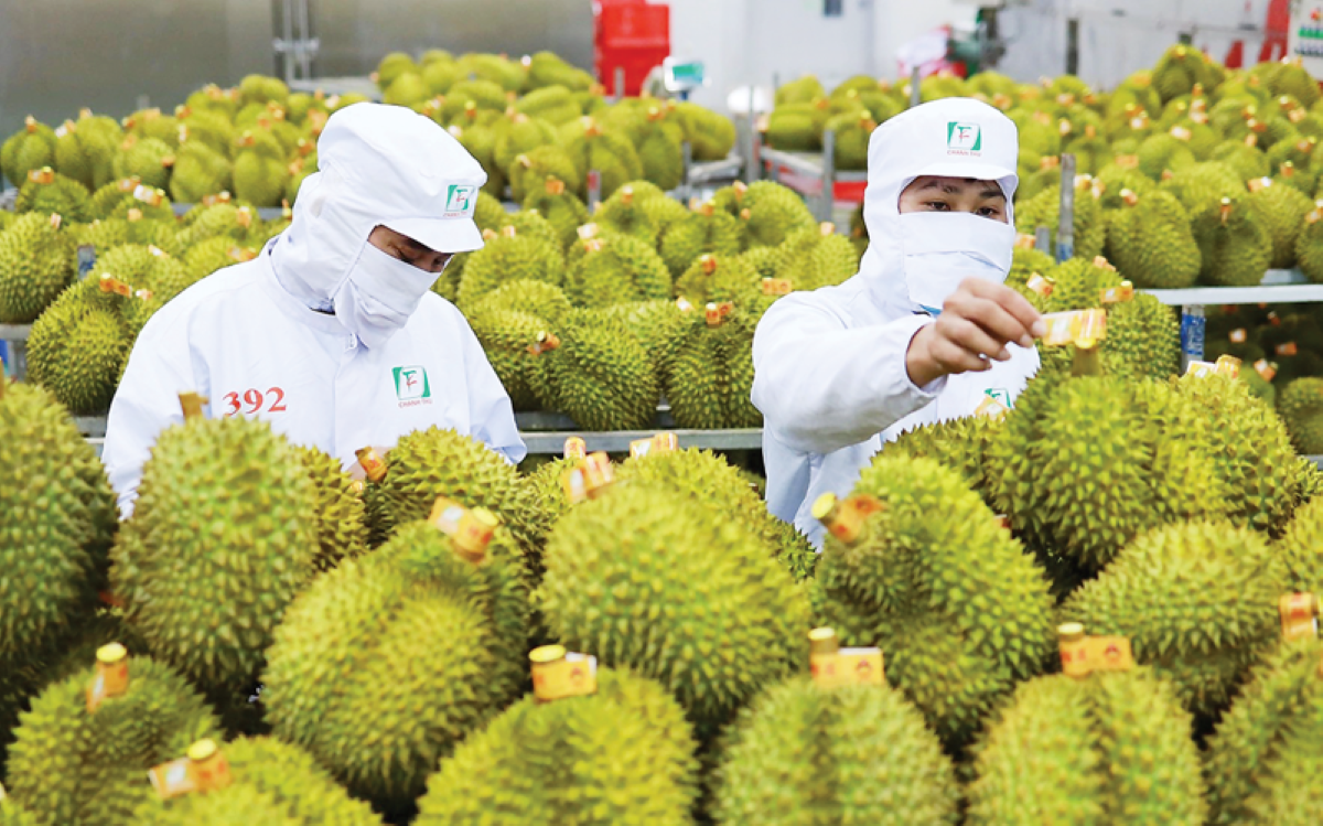 SẦU RIÊNG VIỆT NAM TĂNG TỐC CHINH PHỤC THỊ TRƯỜNG TOÀN CẦU